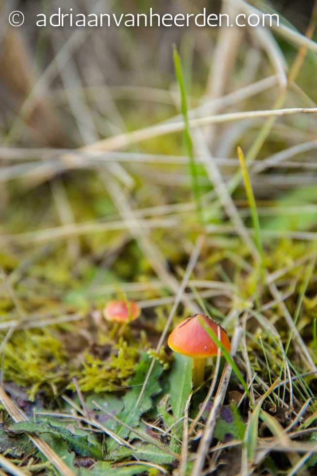 Fungi, Holy Island, Northumberland