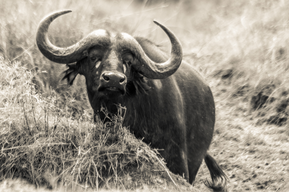 Buffalo, Maasai Mara, Kenya