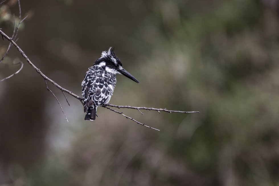 Pied Kingfisher, Maasai Mara, Kenya
