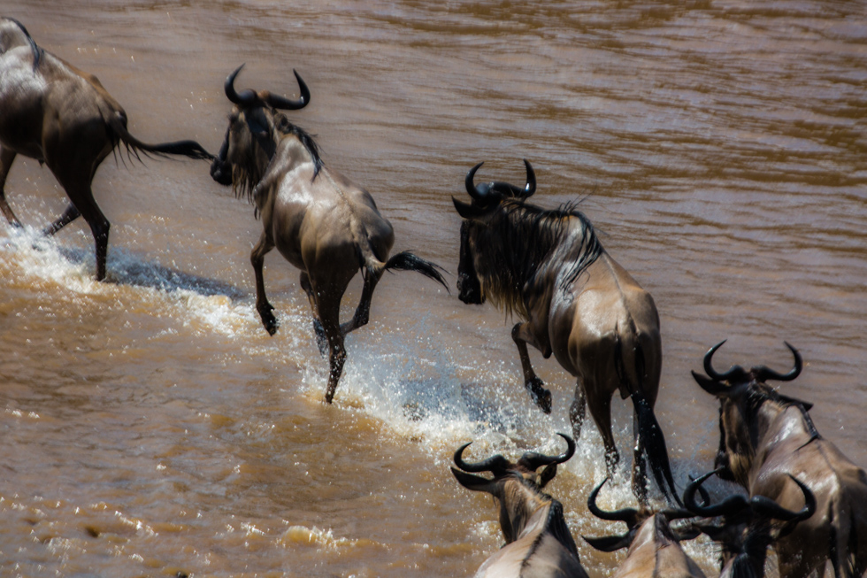 Wildebeest Crossing Mara River, Kenya