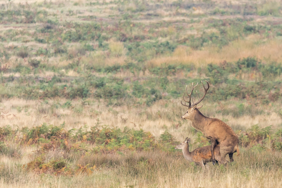 Red Deer Mating, Richmond Park, London