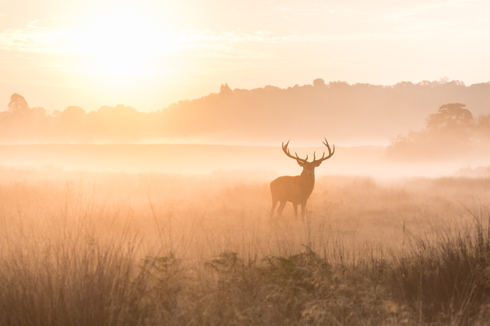Red Deer Stag at Sunrise, Richmond Park, London