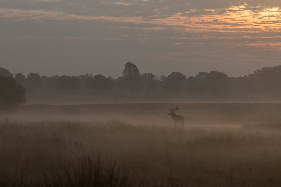 Red Deer Stag at Sunrise, Richmond Park, London
