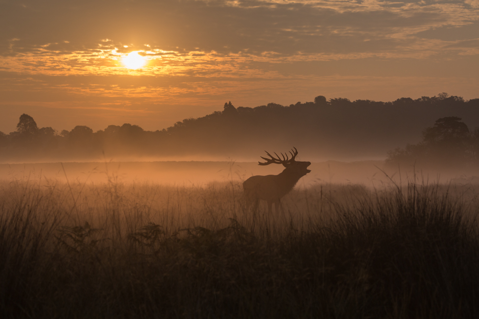 Roaring Red Deer Stag at Sunrise, Richmond Park, London