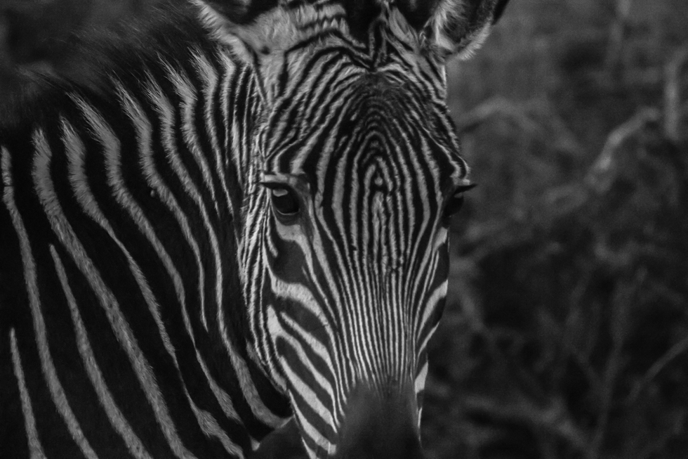 Cape Mountain Zebra, Karoo National Park, South Africa