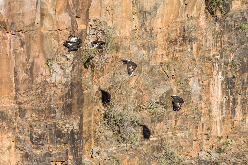 Verreaux's Black Eagle, Karoo National Park, South Africa