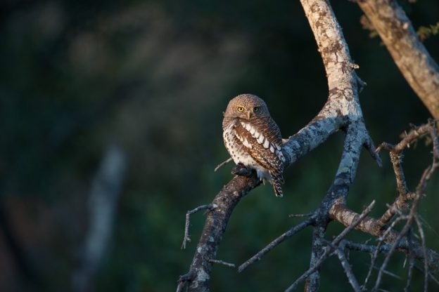African Barred Owlet, Kruger National Park
