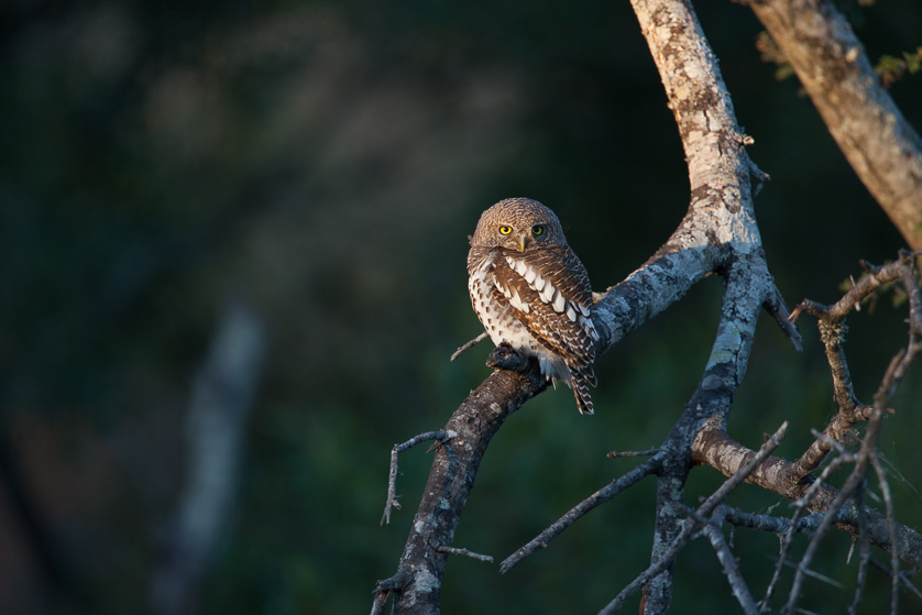 African Barred Owlet, Kruger National Park