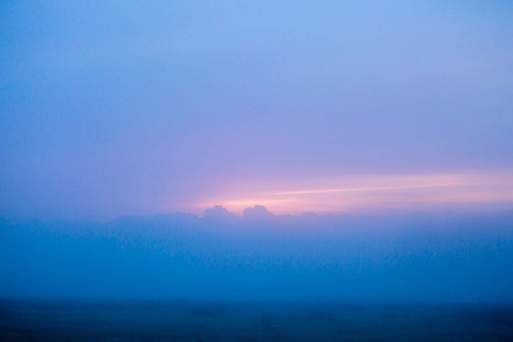 Early Morning Light, Richmond Park, London