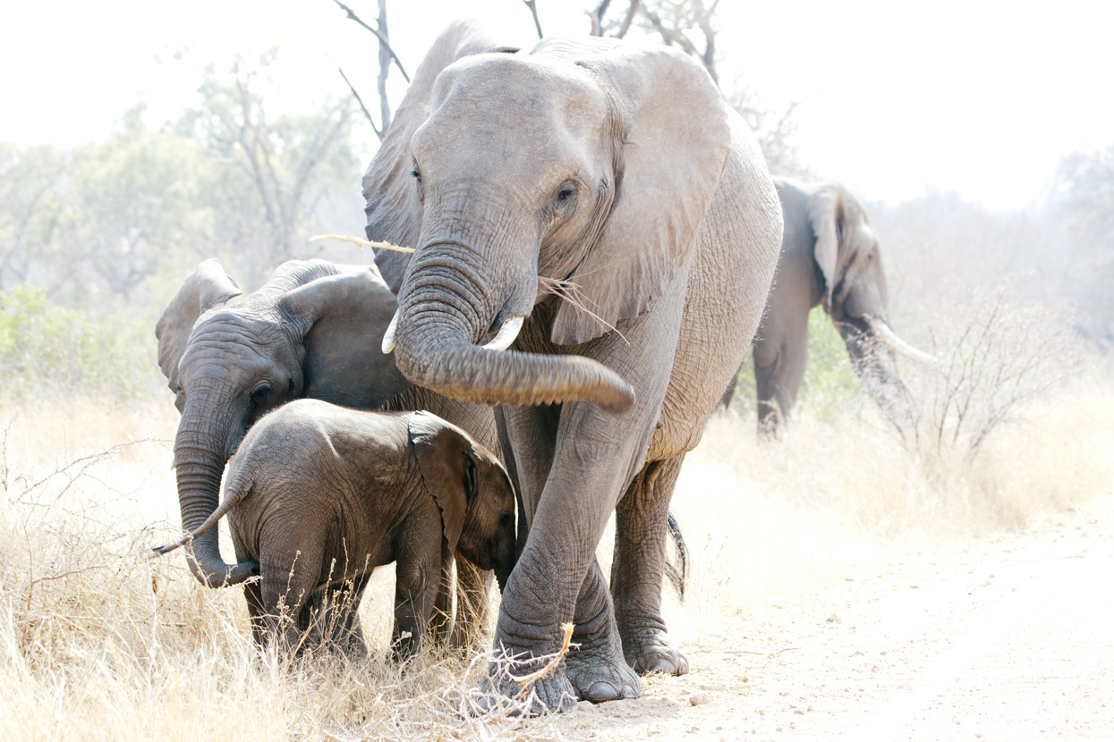 Elephant Family, Kruger National Park, South Africa