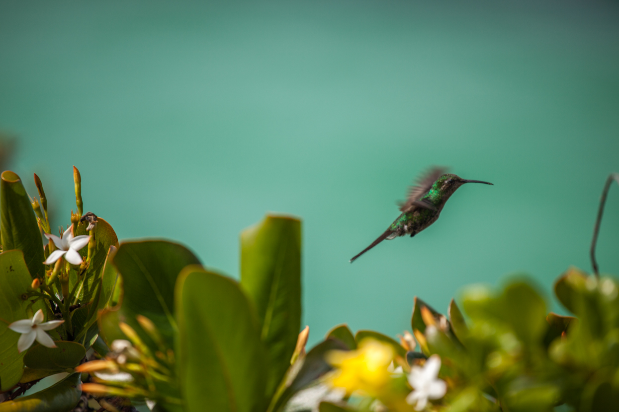 Hummingbird, Cayo Las Brujas, Cuba