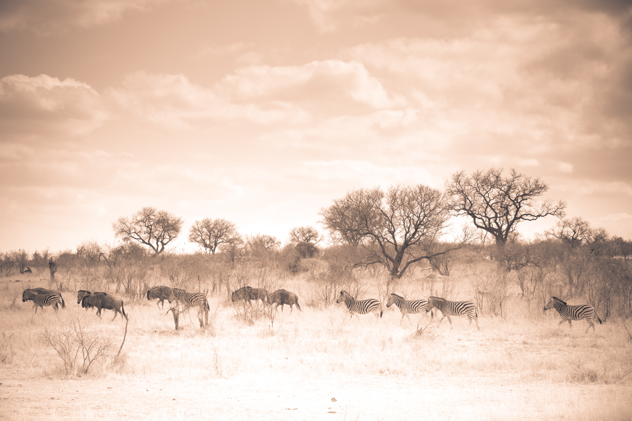 Zebra and Wildebeest, Kruger National Park, South Africa