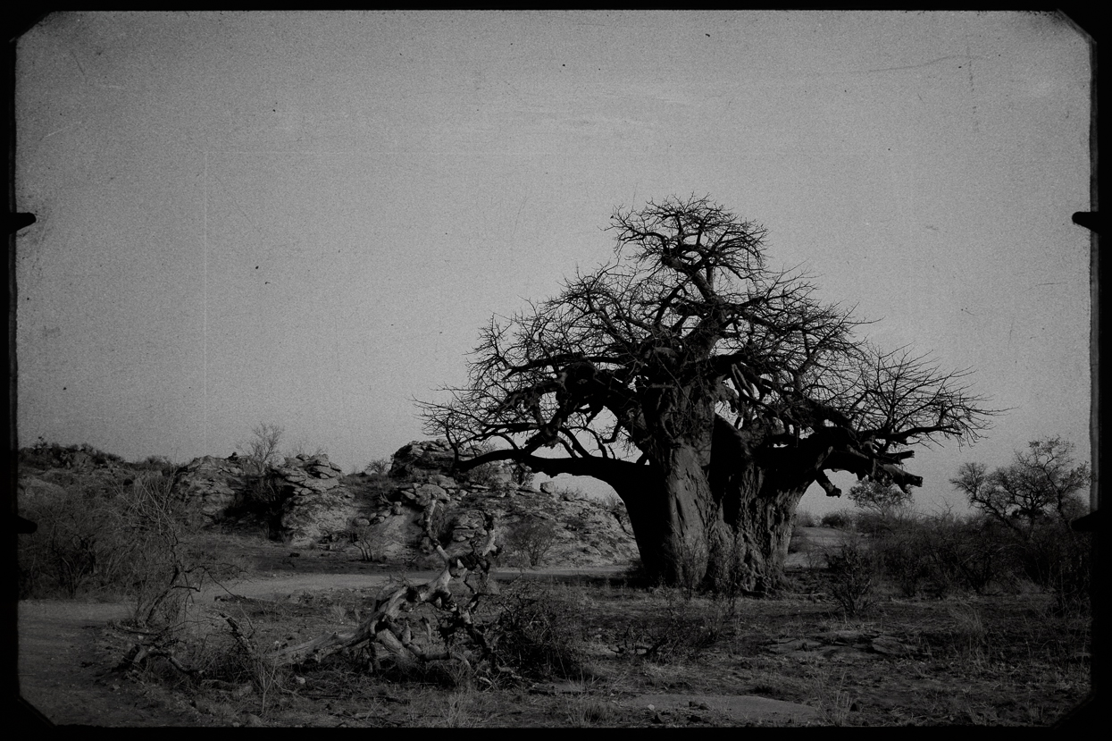 Baobab, Mapungubwe