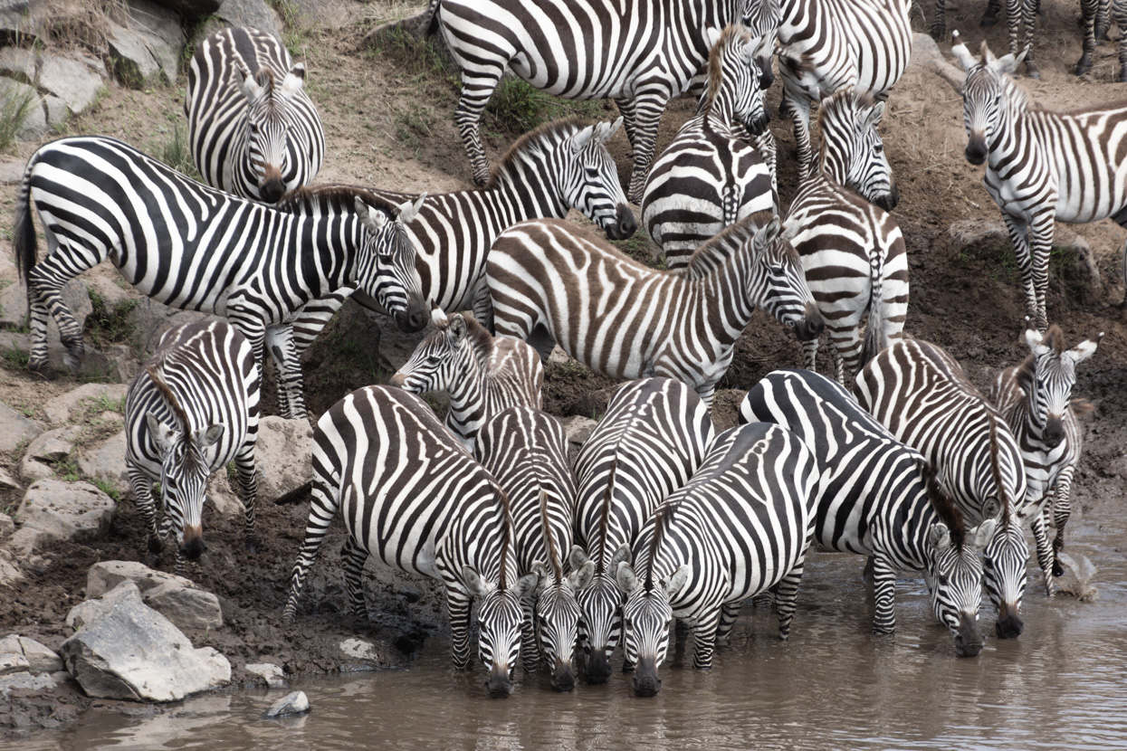 Dazzle of Zebras Drinking at River Crossing, Maasai Mara, Kenya