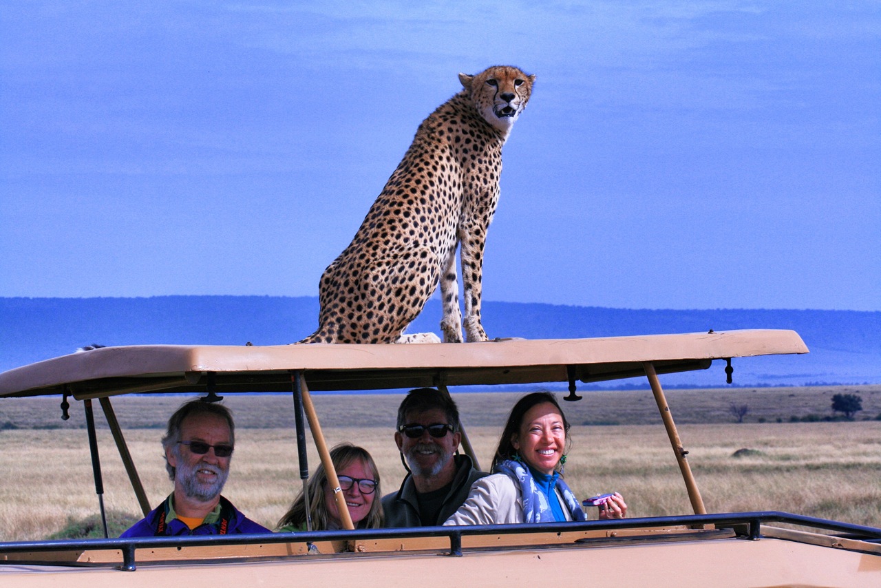 Cheetah sitting on roof
