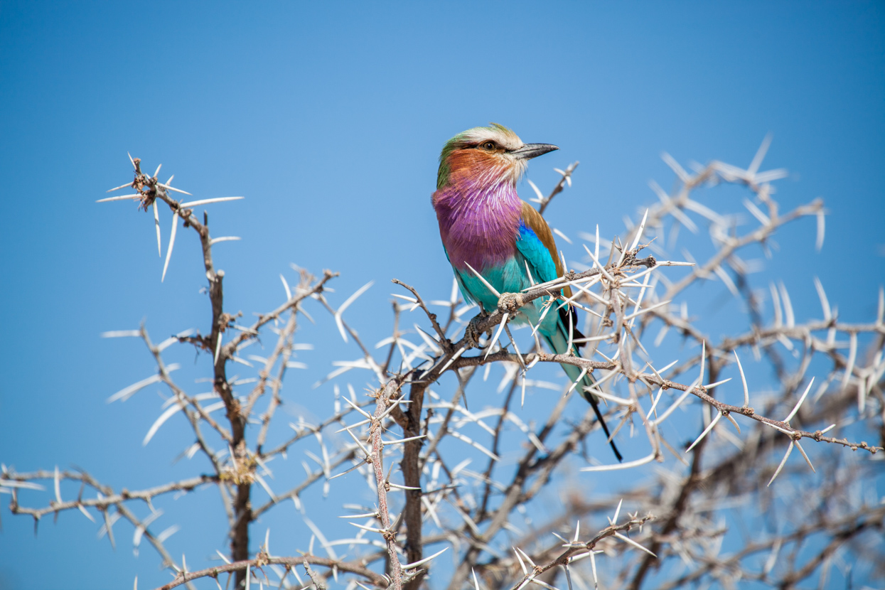 Lilac-Breasted Roller, Etosha, Namibia