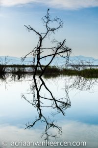 Pied Kingfisher in Tree Reflection, Lake Baringo, Kenya