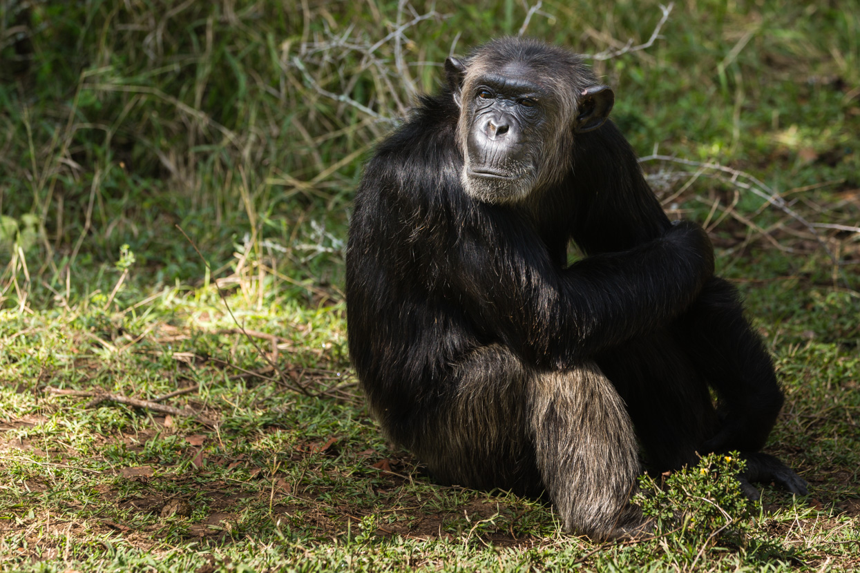 Dufatanya (Rescued Chimpanzee), Ol Pajeta, Kenya