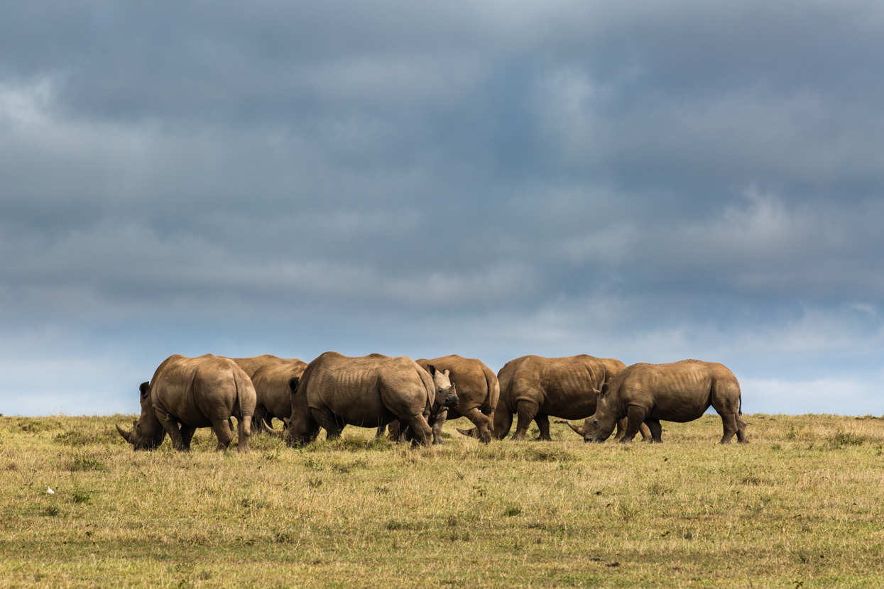 Crash of White Rhinos, Solio, Kenya