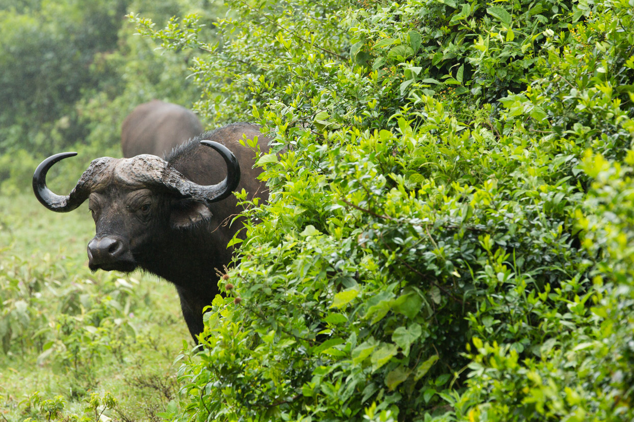 Peeping Buffalo, Aberdare National Park, Kenya