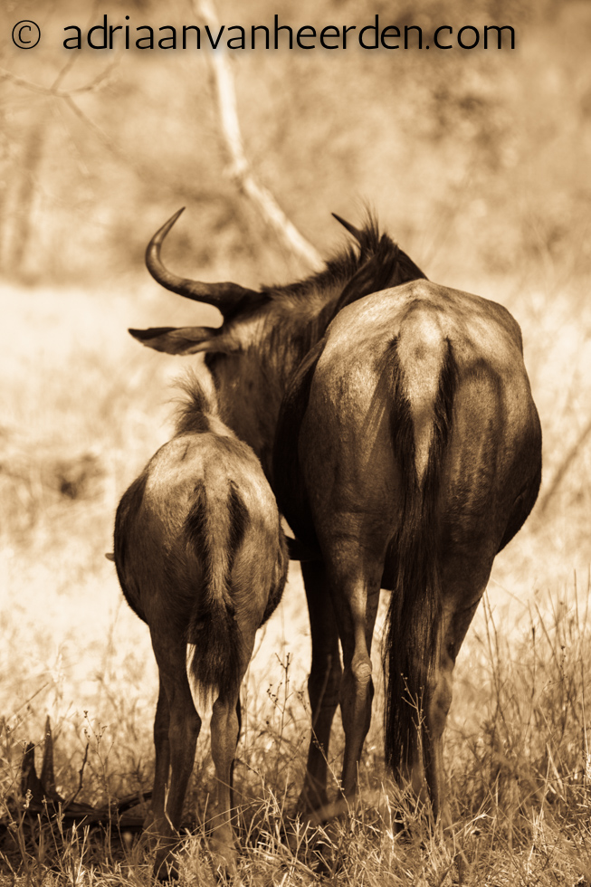 Wildebeest with Calf, Kruger National Park, South Africa