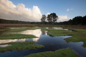 New Forest Scene, 16-35 mm lens at 16 mm