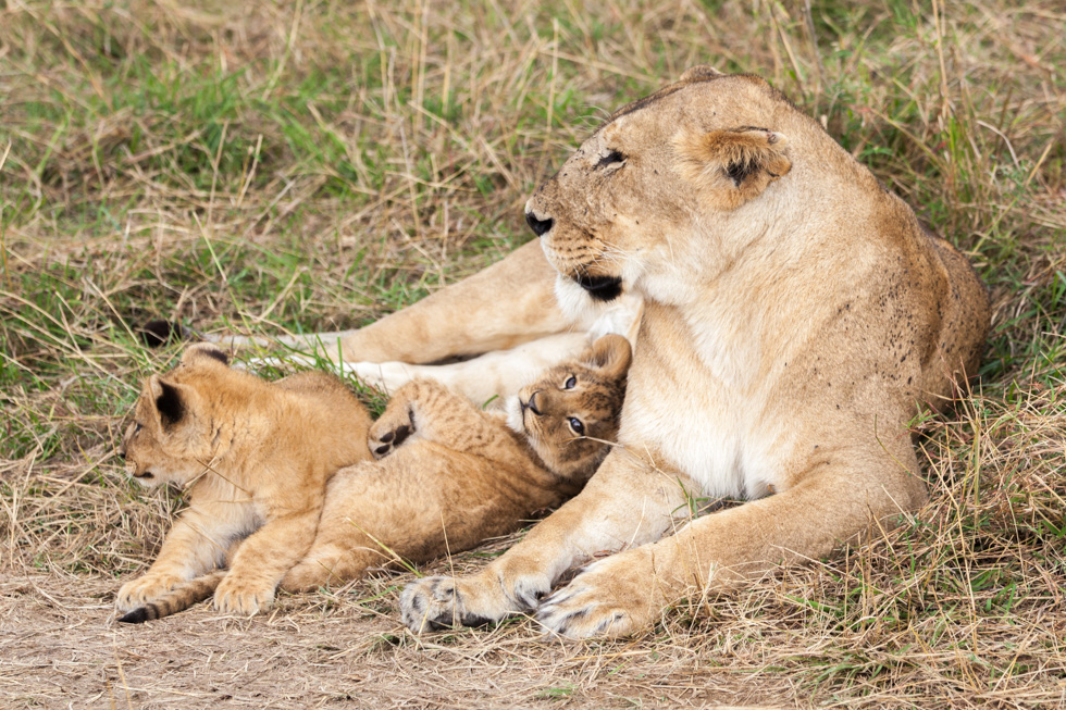 Adriaan van Heerden Wildlife Photography Lioness With Cubs, Maasai Mara, Kenya