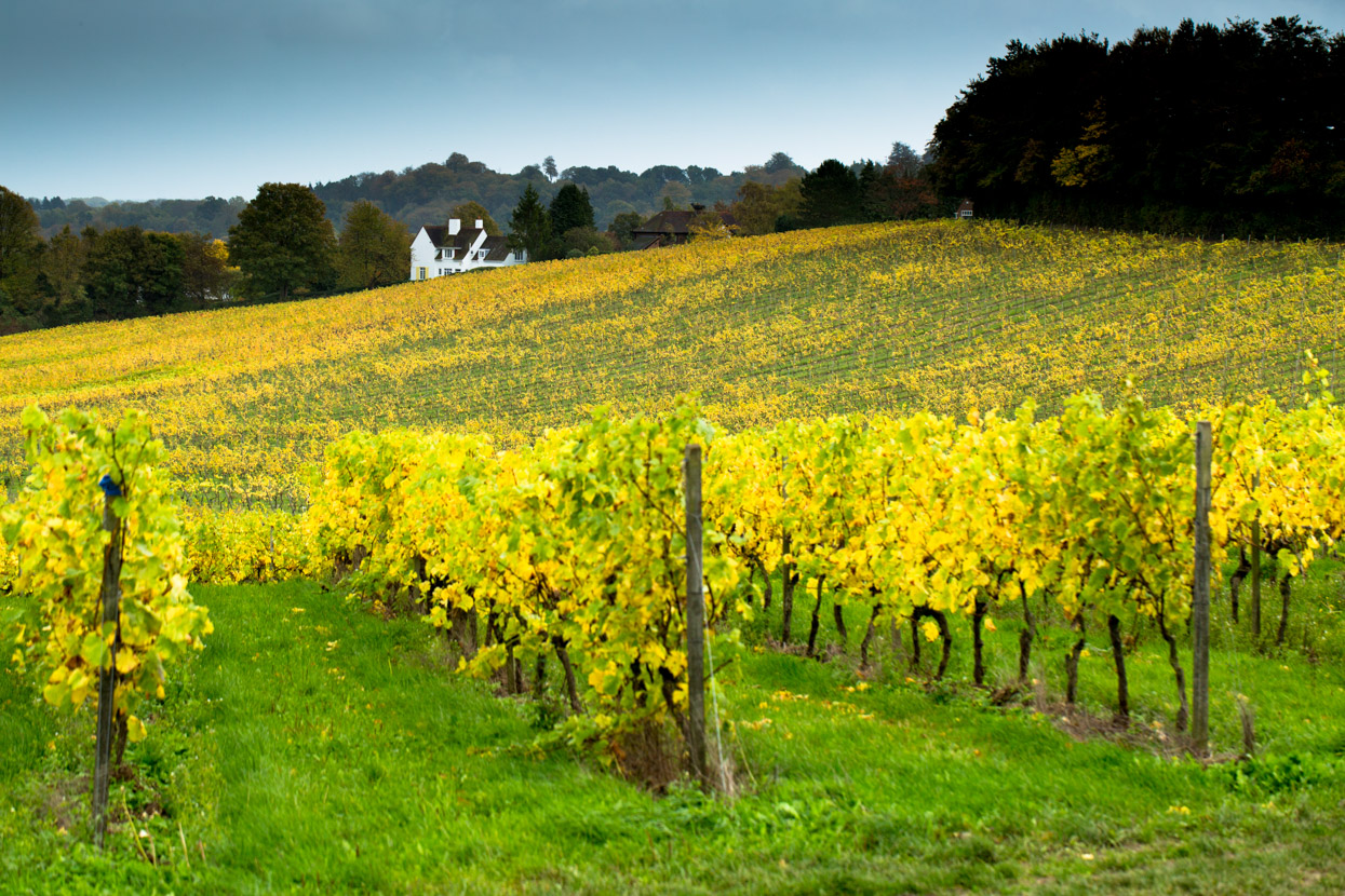 Autumn, Denbies Wine Estate, Surrey