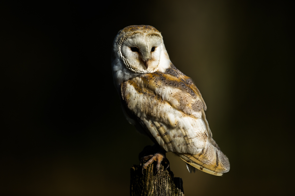 Barn Owl, British Wildlife Centre