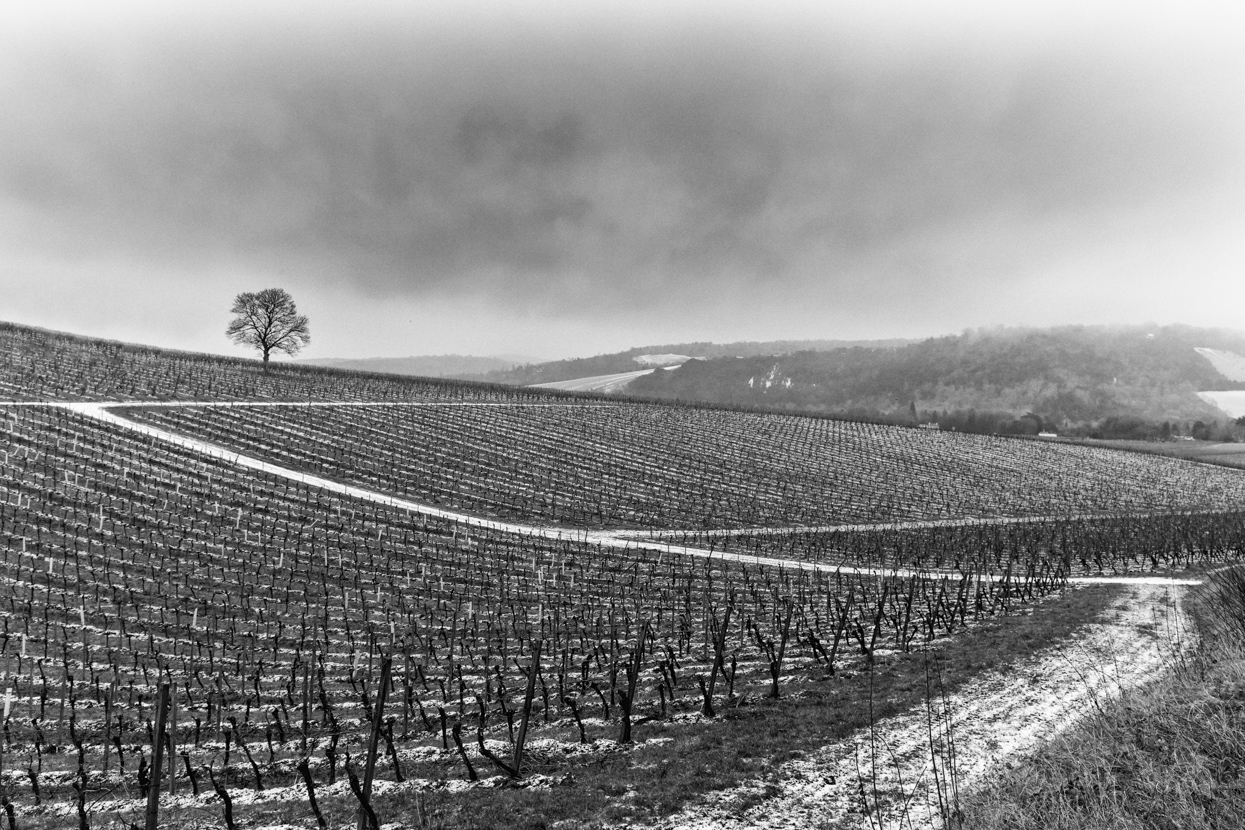 Denbies Wine Estate in the Snow, Surrey