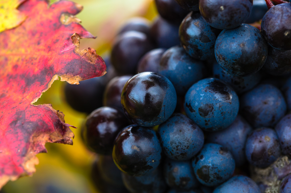 Leaf and Grapes, Denbies Wine Estate, Surrey