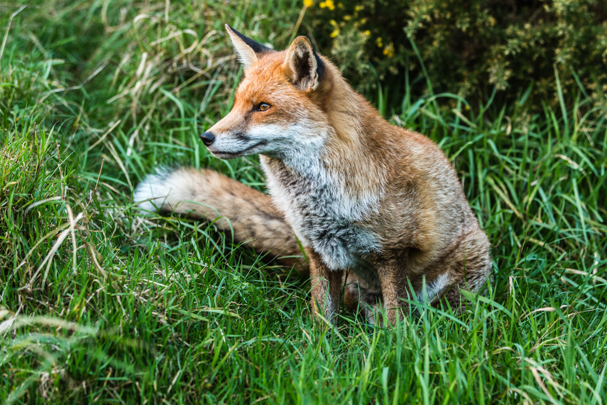 Red Fox, British Wildlife Centre