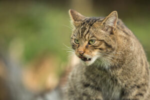 Scottish Wildcat, British Wildlife Centre