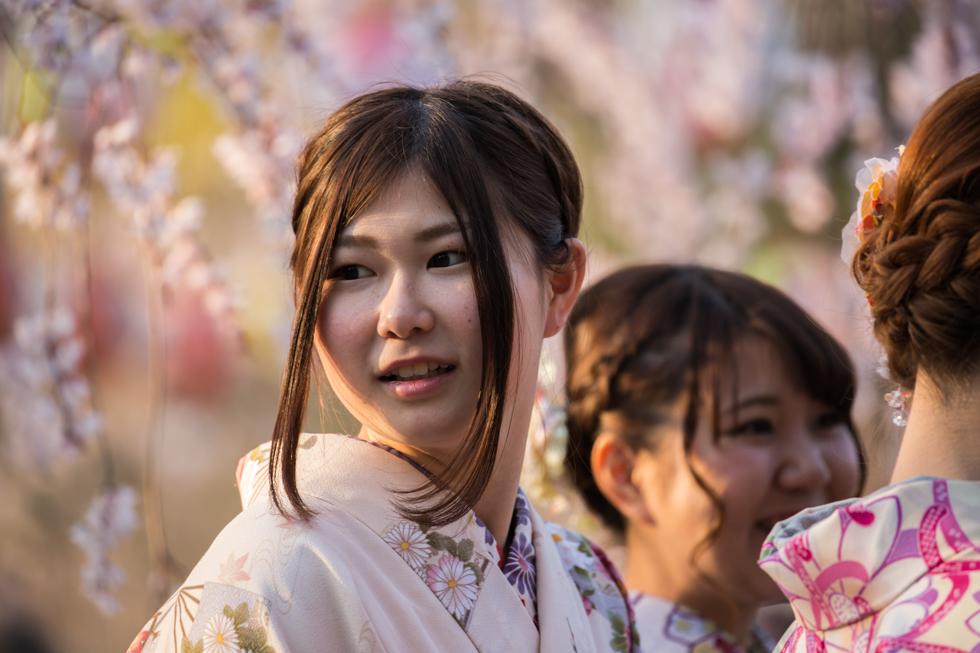 Celebrating the Cherry Blossoms, Maruyama Park, Kyoto, Japan