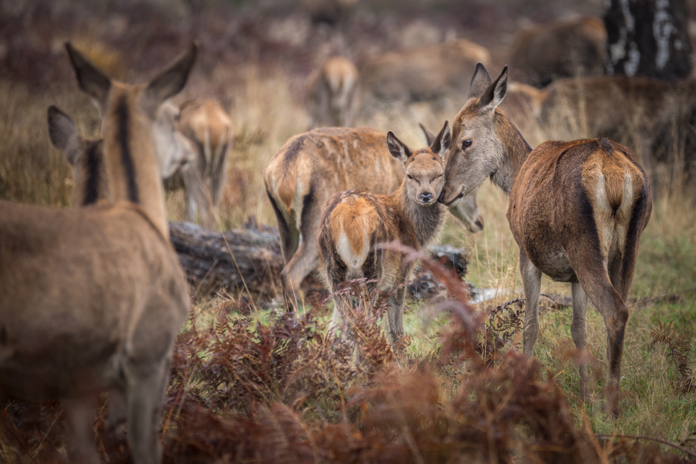 Red Deer Hind With Calf, Richmond Park, London