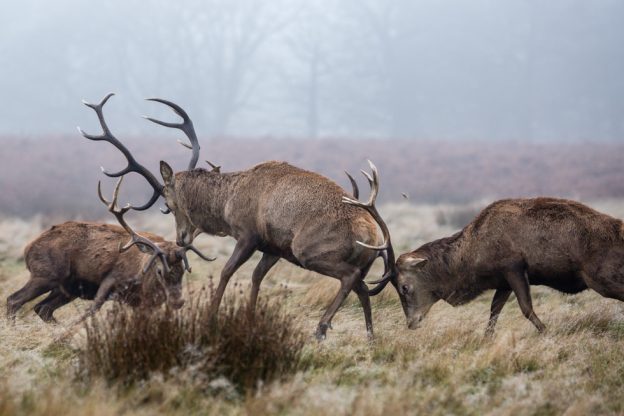 Red Deer Stags Sparring, Richmond Park, London