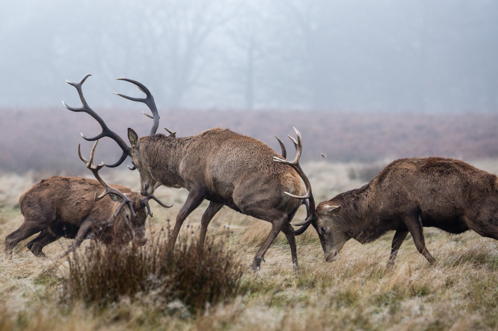 Red Deer Stags Sparring, Richmond Park, London