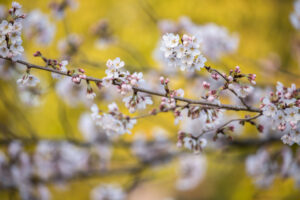 Sakura, Maruyama Park, Kyoto, Japan