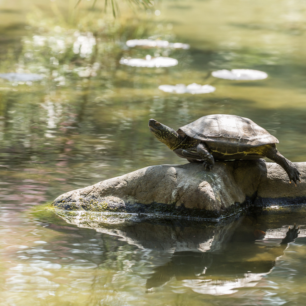 Turtle Basking on Rock, Heian Shrine Garden, Kyoto, Japan