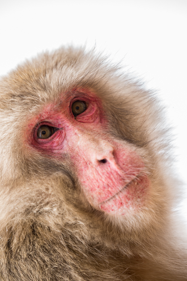 Japanese Macaque, Arashiyama, Kyoto, Japan