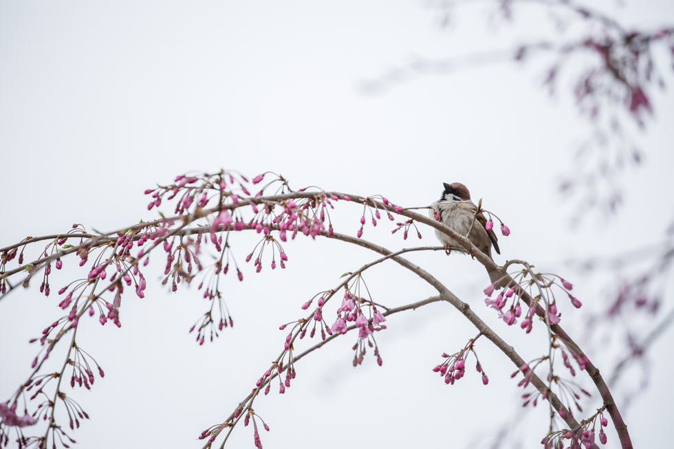 Sparrow With Cherry Blossoms, Kyoto, Japan