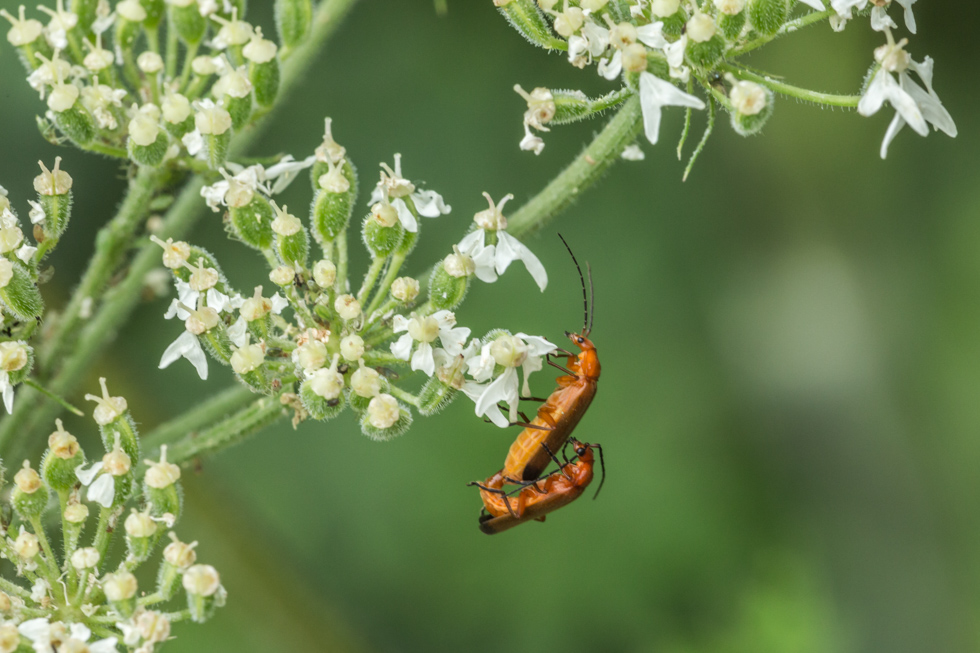 Mating Insects, Denbies Wine Estate, Surrey