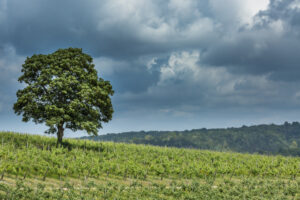 Tree with Vines and Sky, Denbies Wine Estate, Surrey