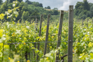 Vines, Denbies Wine Estate, Surrey