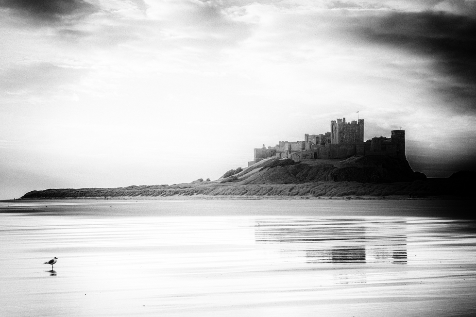 Bamburgh Castle with Seagull, Northumberland