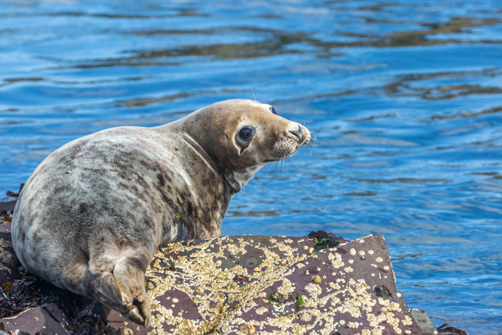 Seal on Rock, Farne Islands, Northumberland