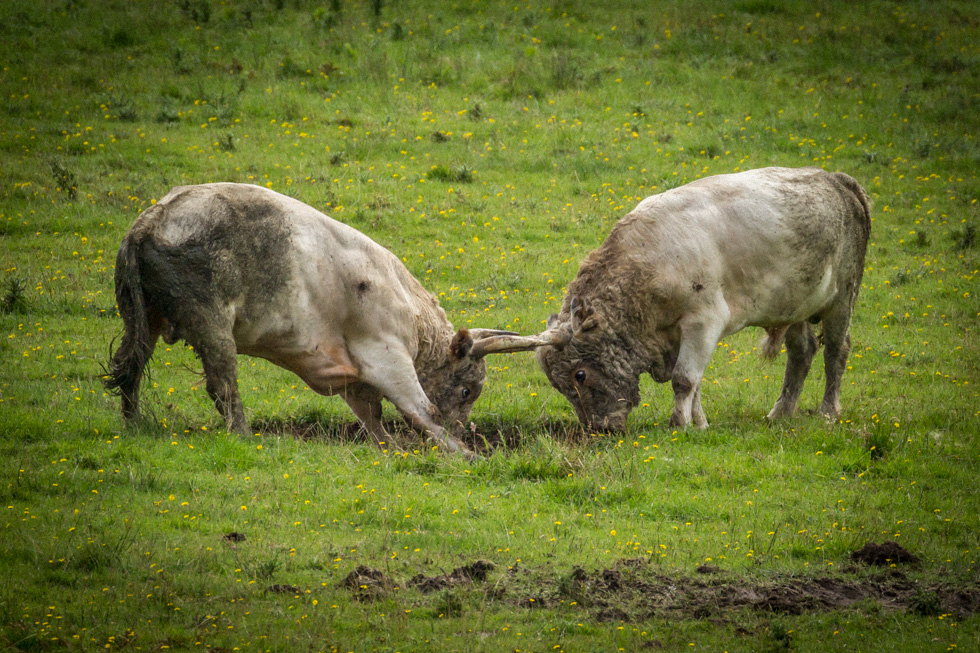 Sparring Wild Cattle, Chillingham, Northumberland