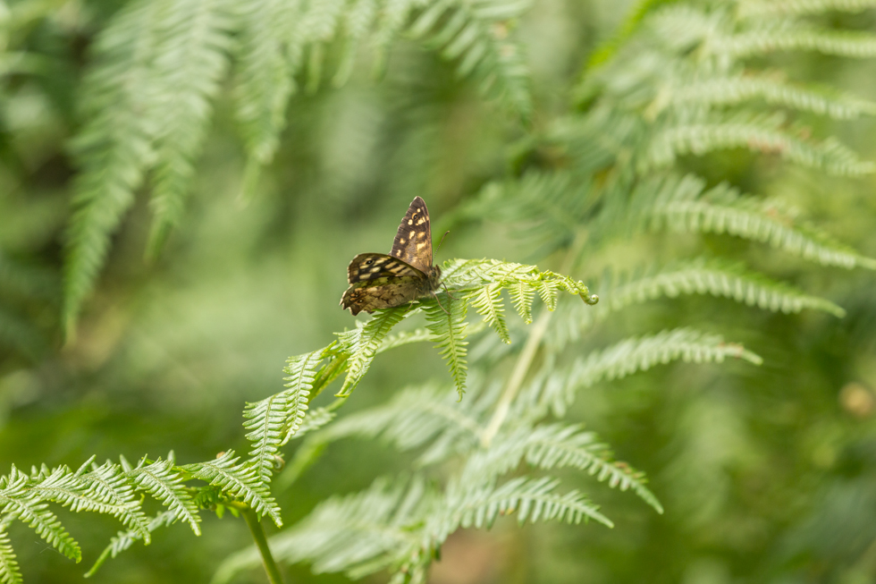 Speckled Wood Butterfly, Chillingham, Northumberland