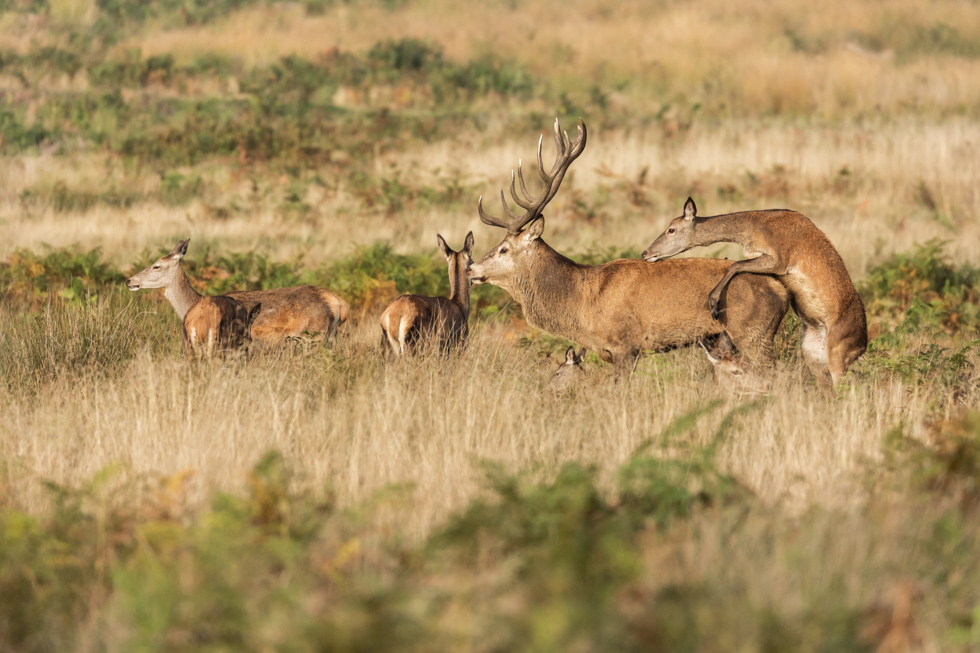 Red Deer Hind Mounting Stag, Richmond Park, London