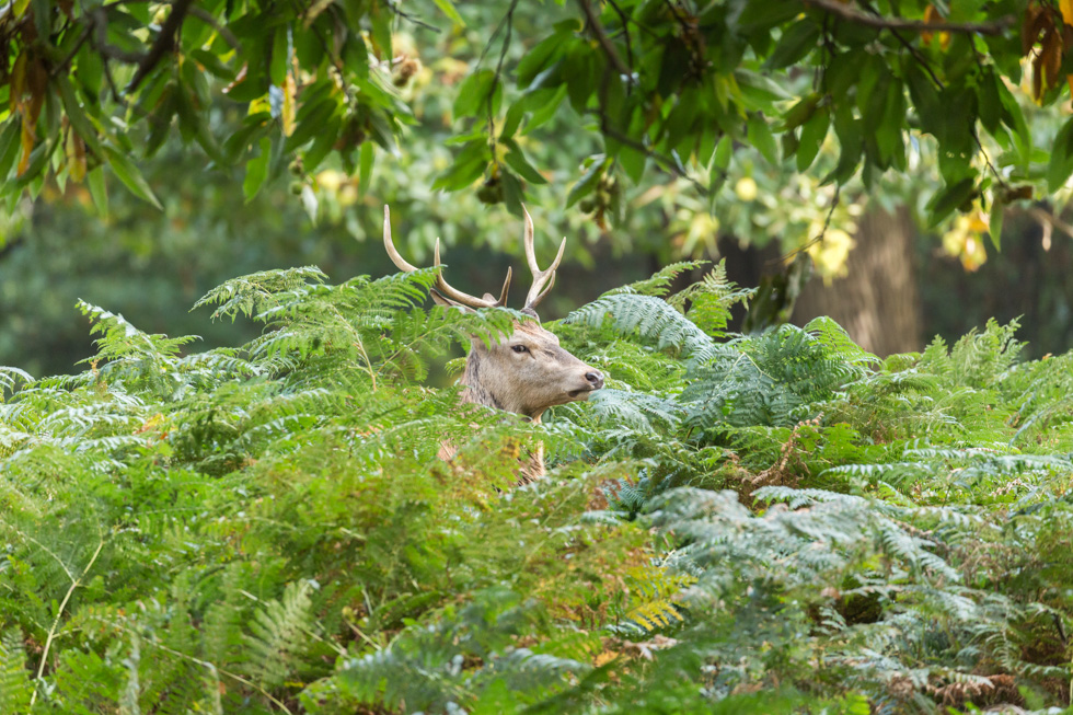 Red Deer Stag Among Fern, Richmond Park, London